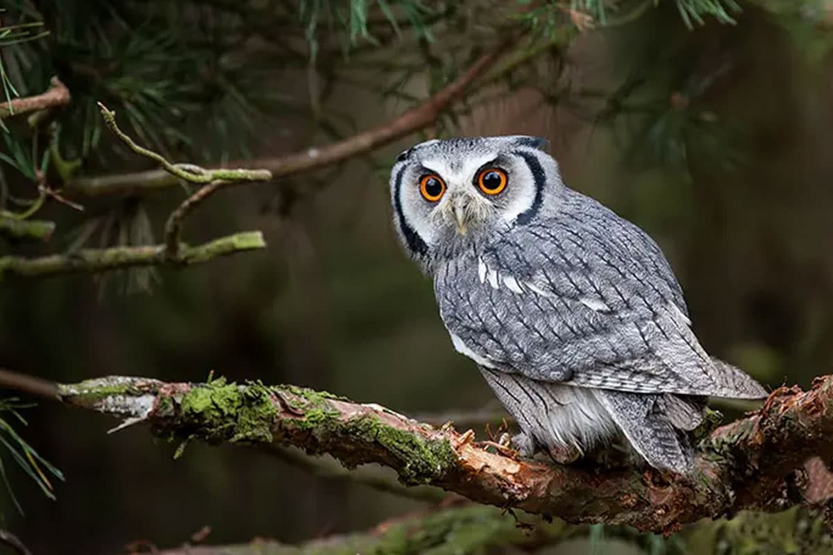 Fakta Unik Burung Hantu, Penjaga Malam yang Santun
